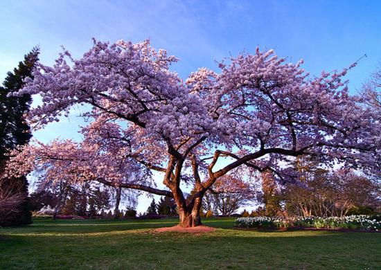 Shock với tour kh&aacute;m ph&aacute; nước Mỹ, ngắm hoa anh đ&agrave;o gi&aacute; chỉ 78.780.000 